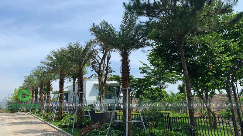 Sân vườn biệt thự 2.000m² tại Ba Vì – Dấu ấn tiêu biểu của EGOGREEN